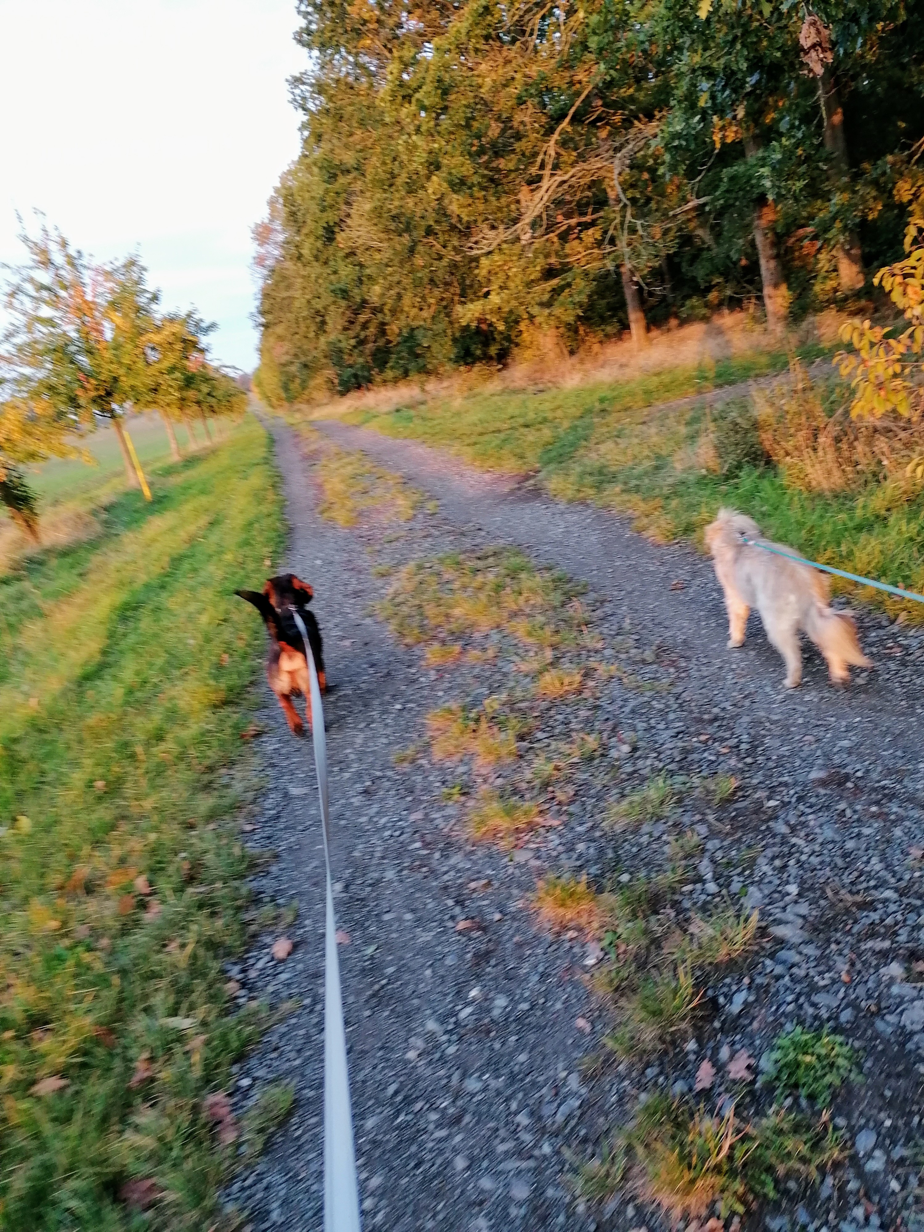 Wandern mit Hunden um Harzgerode