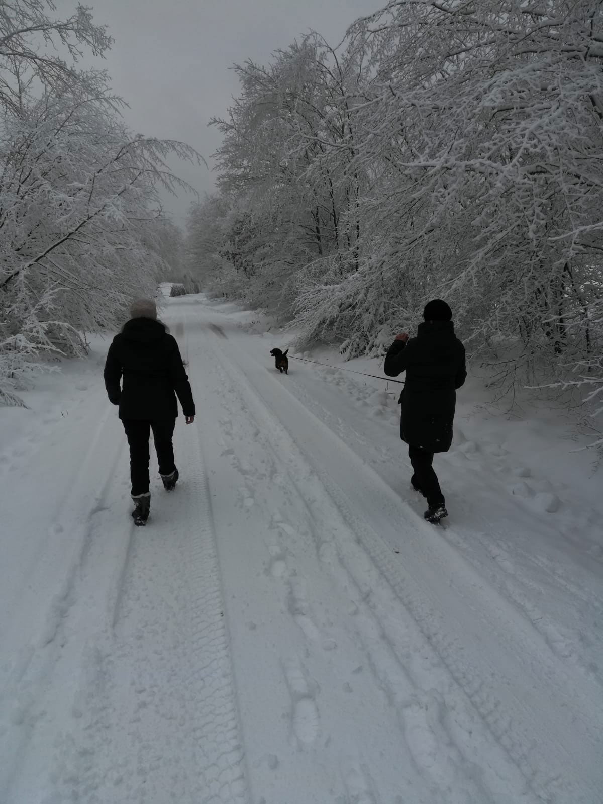 Winterwanderung mit Mensch und Hund