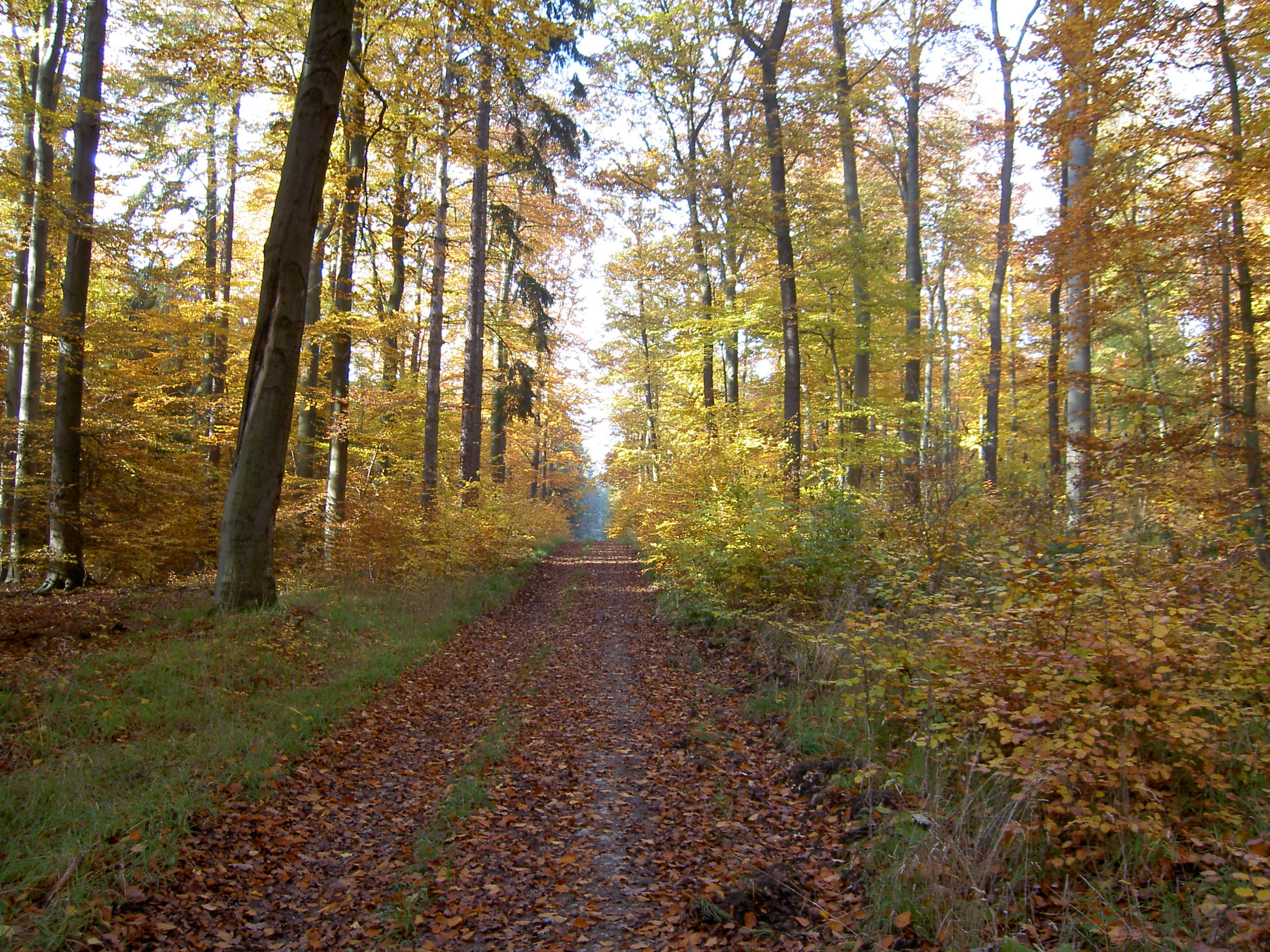 Herbstimpression vom Mischwald