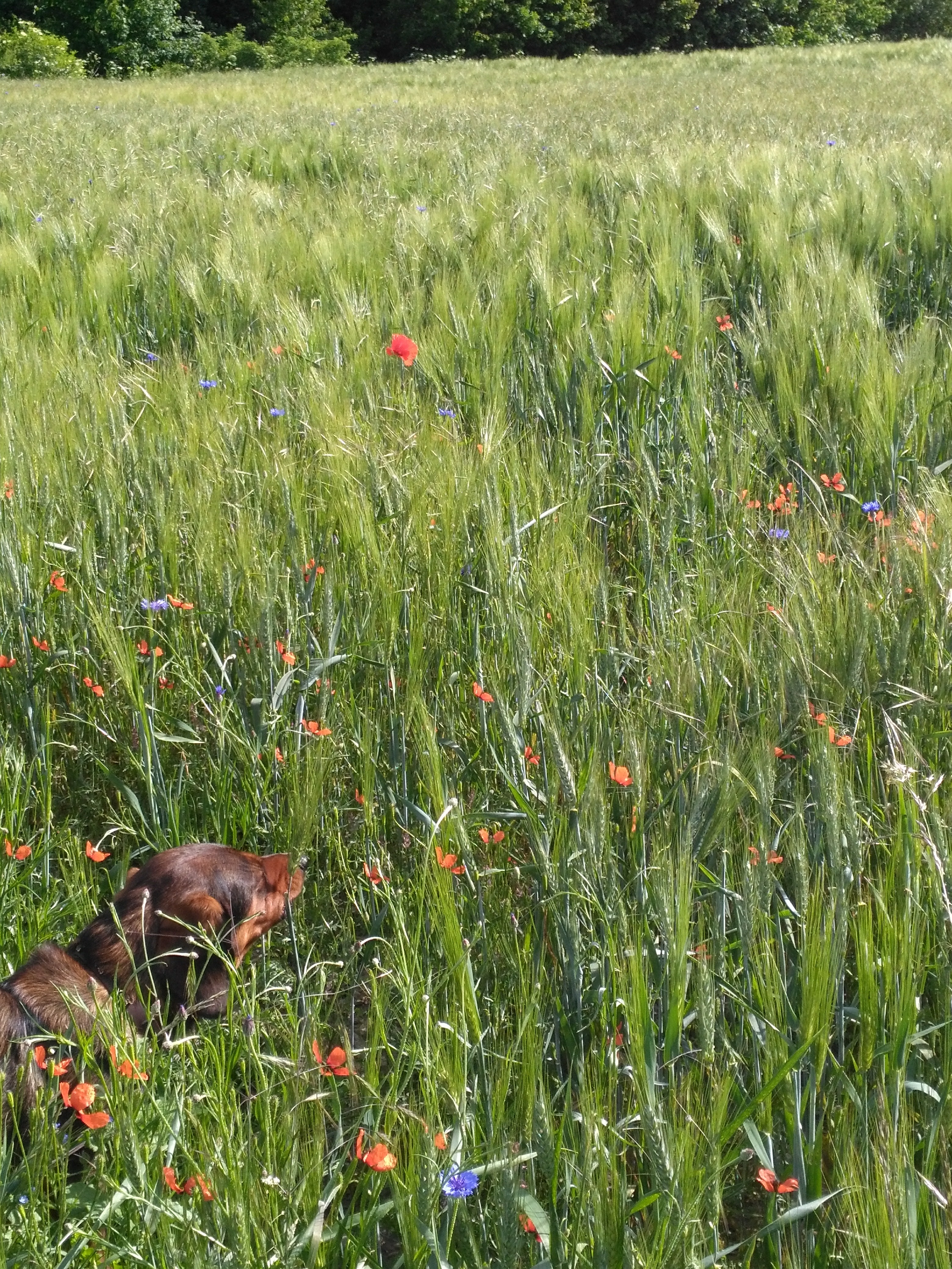 Hund auf der Wiese am Apfelberg