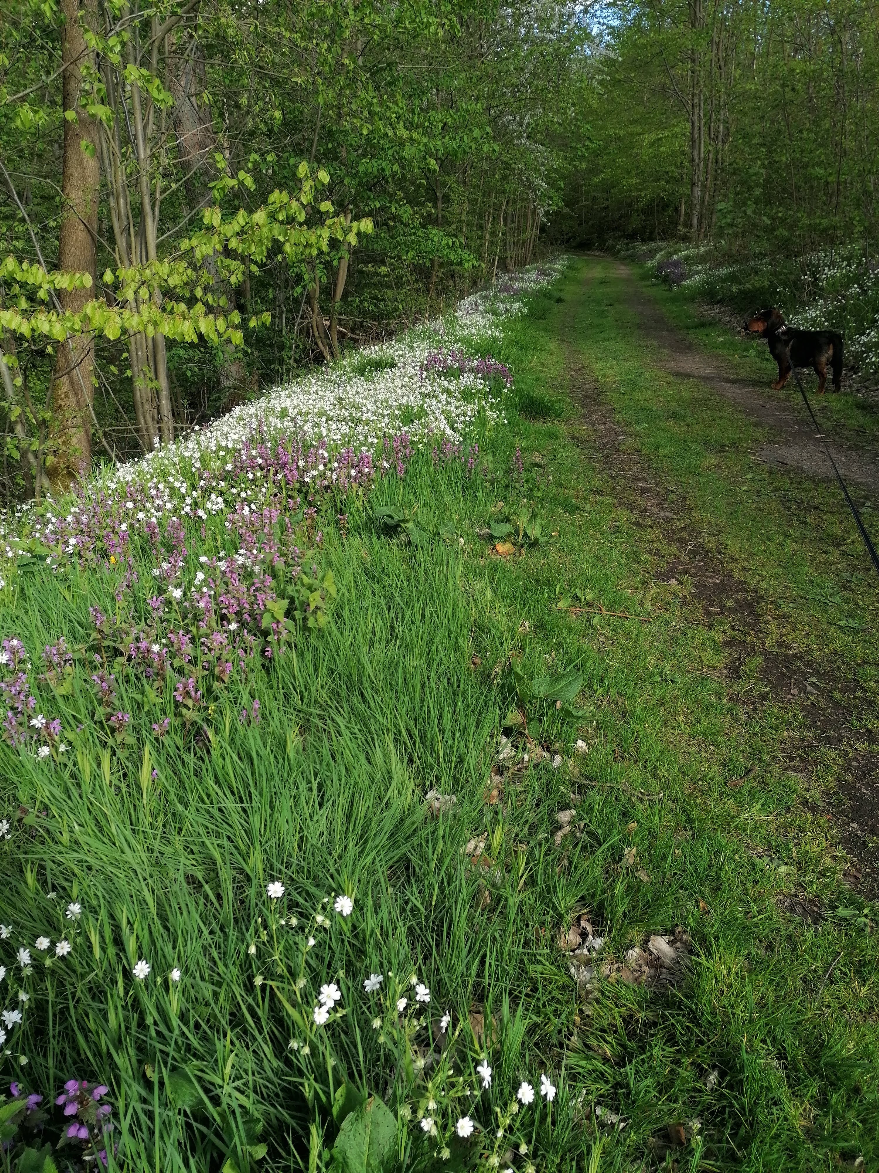 Klippenweg und Hund im Frühling
