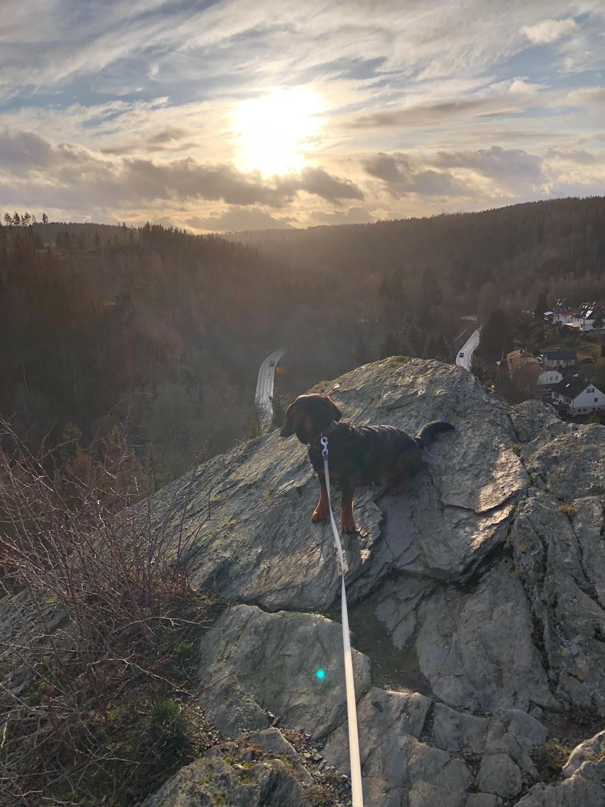 Hund auf dem Habichtstein mit Blick auf Alexisbad