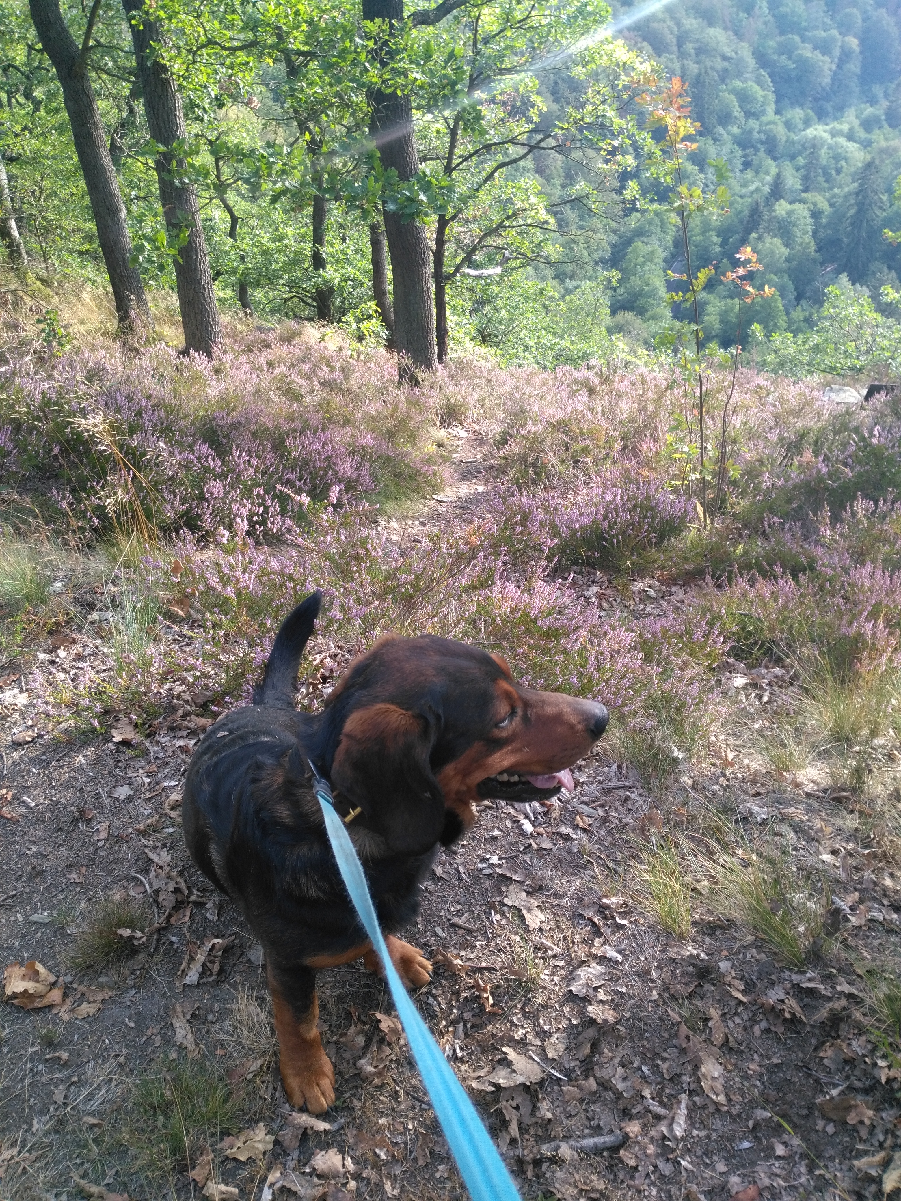 Wanderung mit Hund zur Heideblüte am Klippenweg