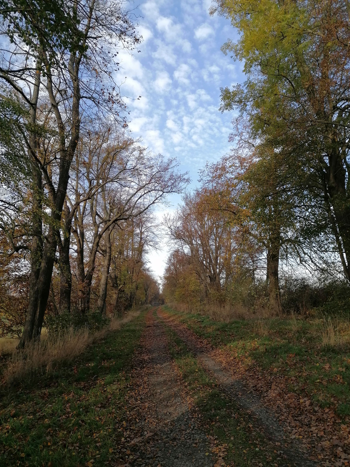 Herbstwaldweg