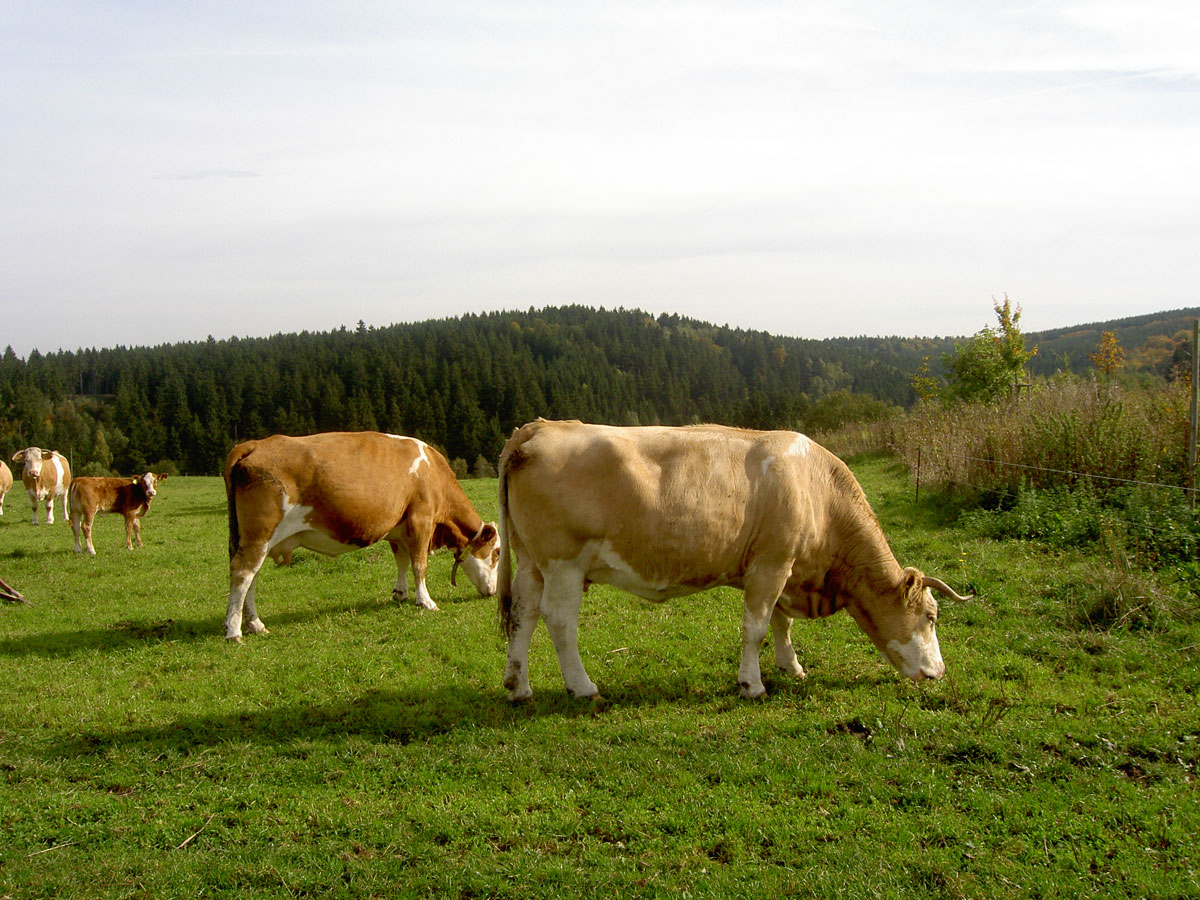 Kühe vor Strassberg